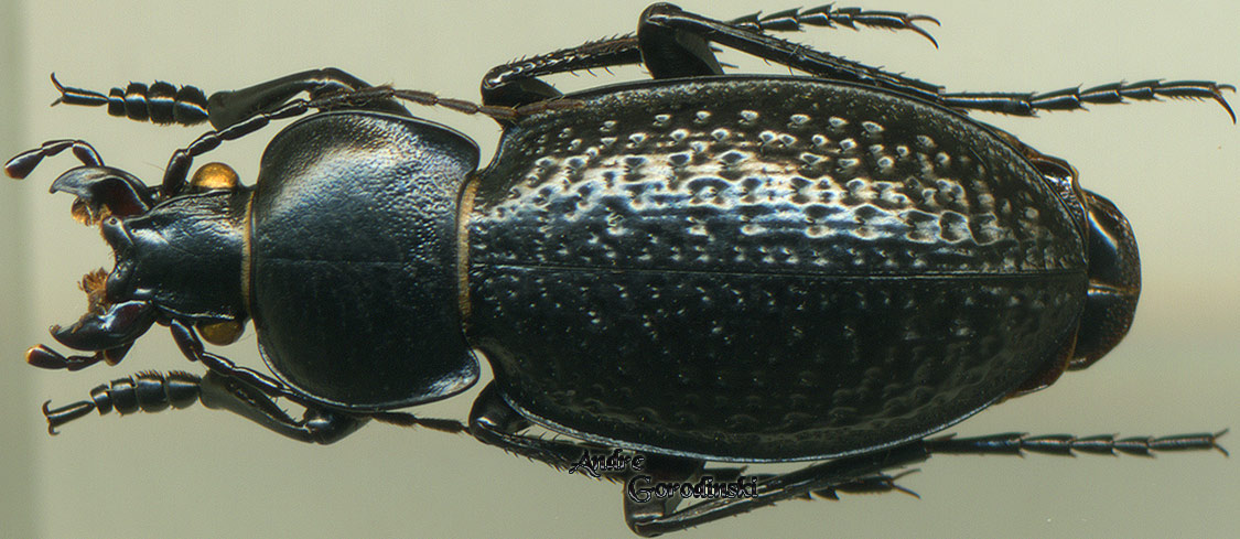 http://www.gorodinski.ru/carabus/Semnocarabus cicatricosulus.jpg